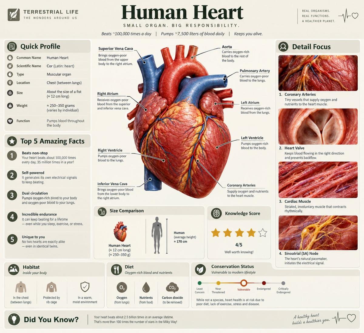 Terrestrial Life educational anatomy infographic